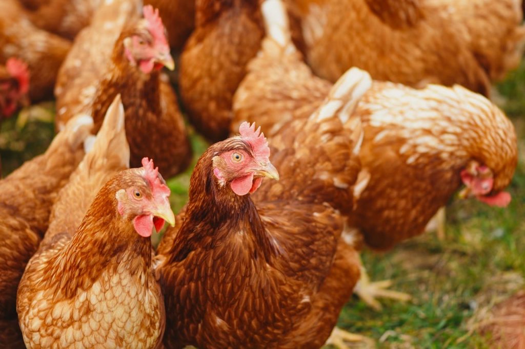 Plenty of chickens on green grass // Healthier Pets Today