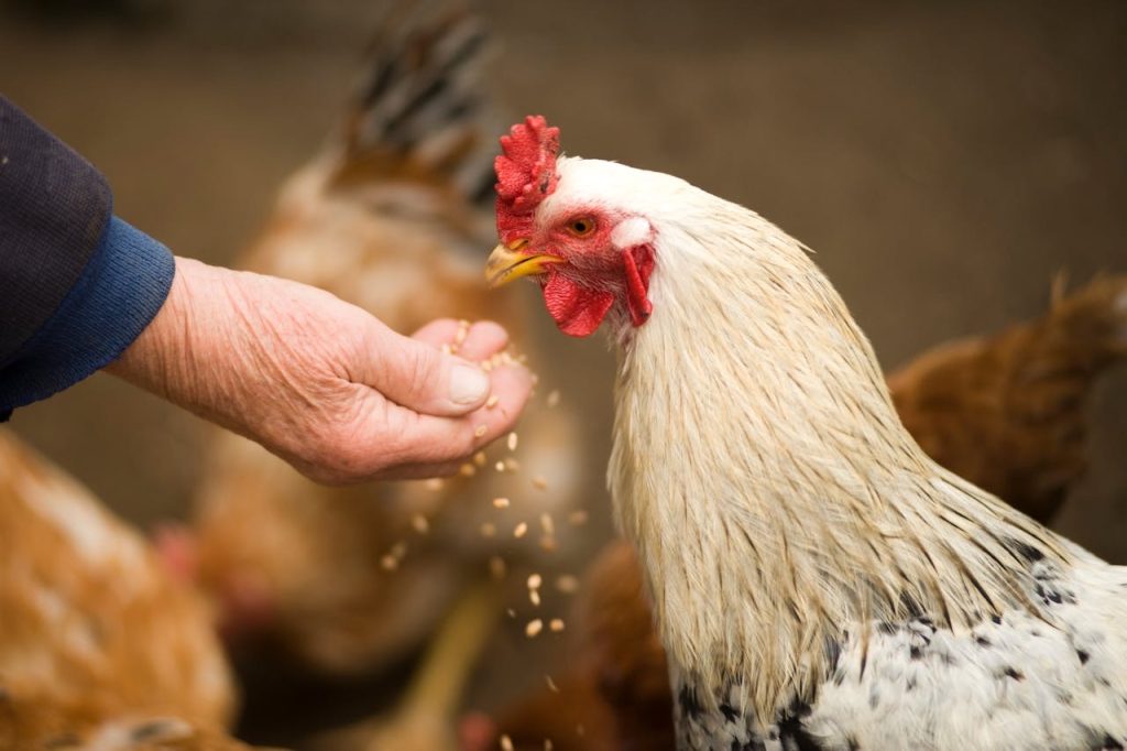 Chicken pecking food of a person’s hands // Healthier Pets Today