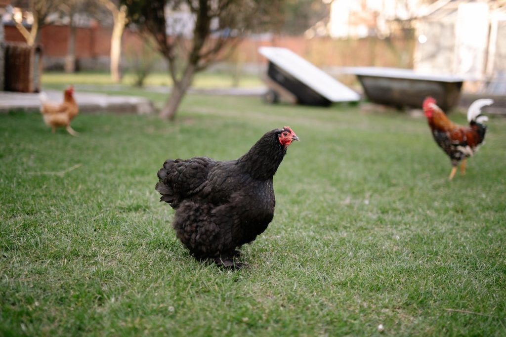Black chicken walking in the backyard // Healthier Pets Today