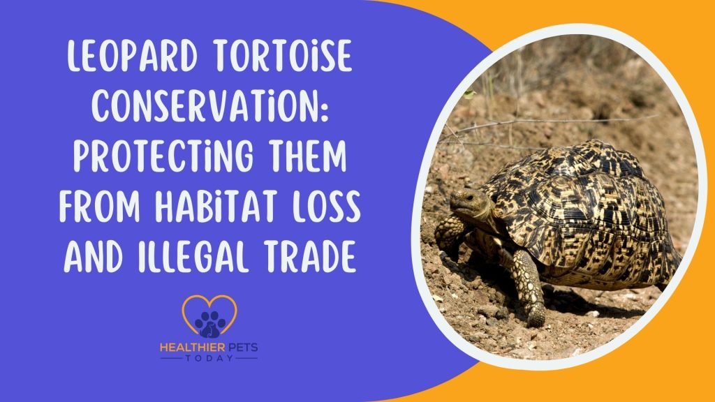 Leopard Tortoise Conservation Protecting them from Habitat Loss and Illegal Trade // Healthier Pets Today