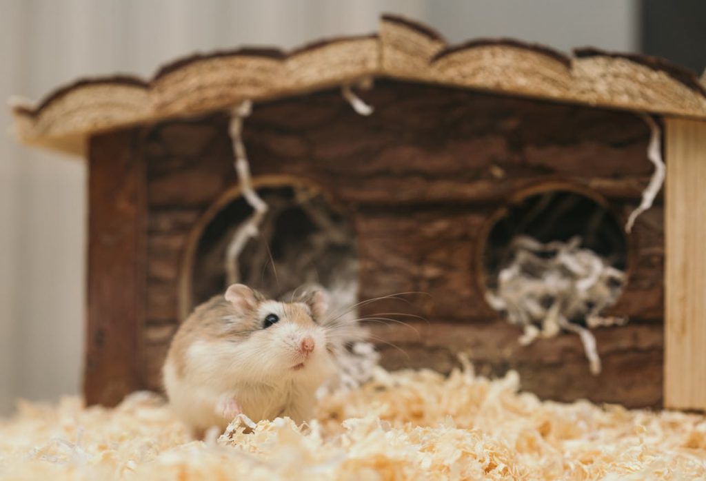 Macro Photography of Mouse near Brown Wooden Cage // Healthier Pets Today