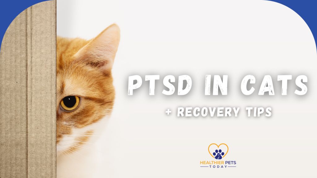 Orange tabby cat cautiously peeking out from behind a cardboard wall, with bold text that reads "PTSD in Cats + Recovery Tips" beside it // Healthier Pets Today