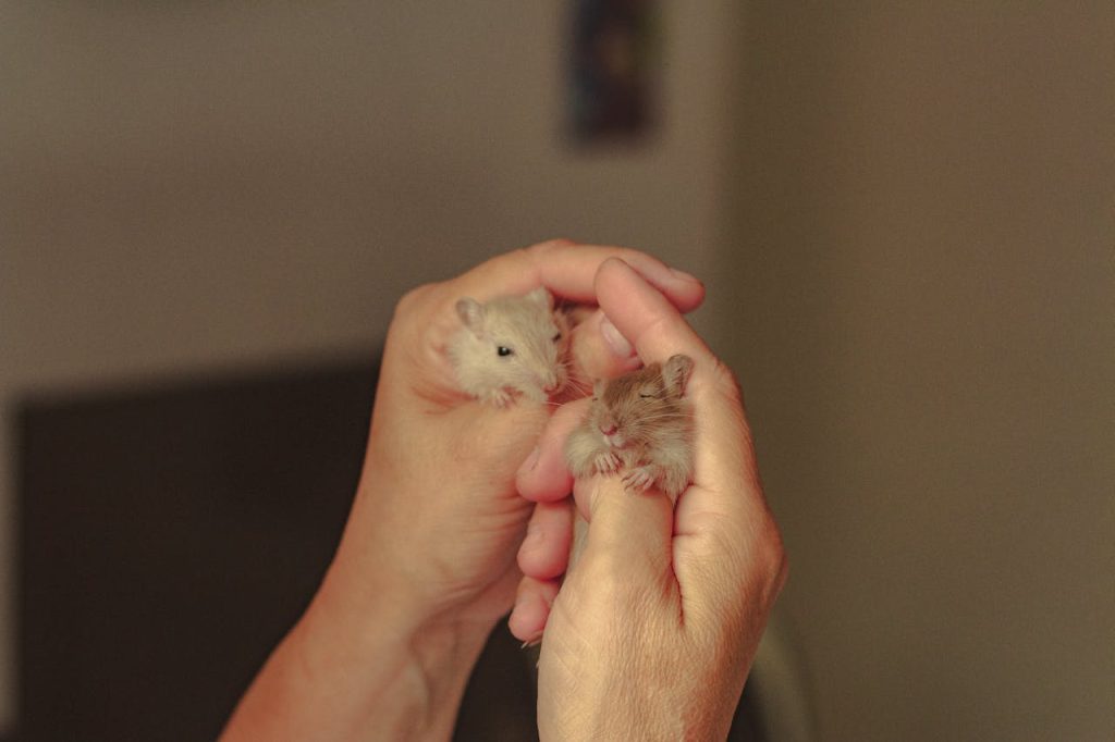Person Holding Small Hamsters in hands // Healthier Pets Today