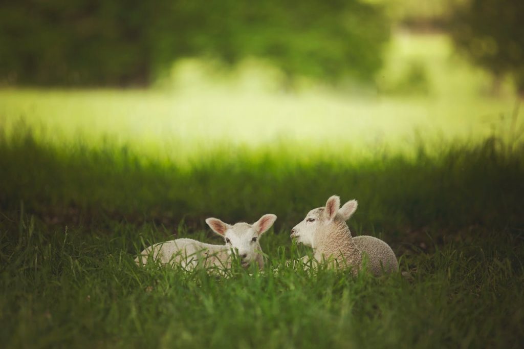 Photo Of Lambs Sitting On The Grass // Healthier Pets Today