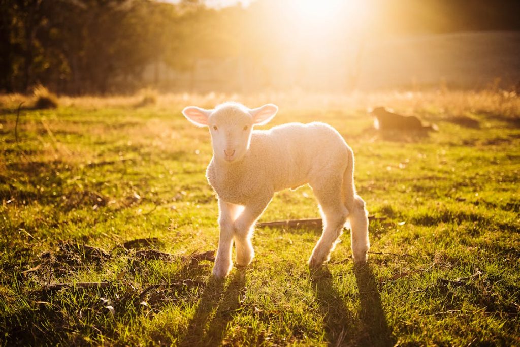 Shallow Focus Photography of White Sheep on Green Grass // Healthier Pets Today