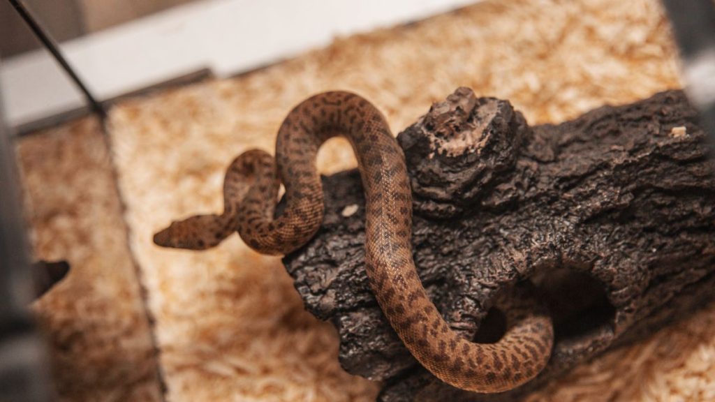 Snake in tank // Healthier Pets Today