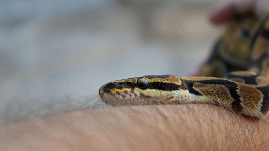 Snake slithering on skin // Healthier Pets Today