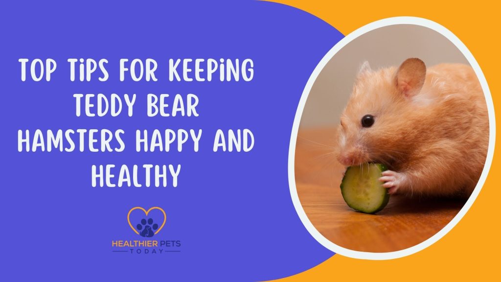 Top Tips for Keeping Teddy Bear Hamsters Happy and Healthy // Healthier Pets Today