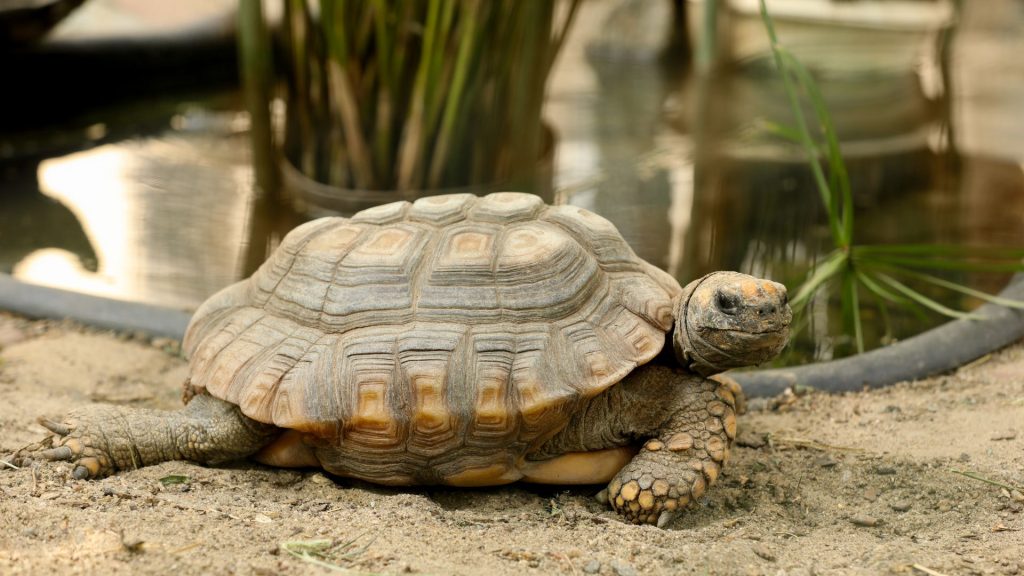 Tortoise laying down in an enclosure, next to water source on a summer day // Healthier Pets Today