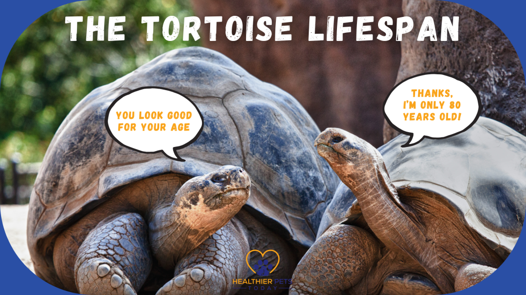 Two tortoises face each other with speech bubbles joking about age, under the title “How Long Do Tortoises Live & What About Their Lifespan?” // Healthier Pets Today