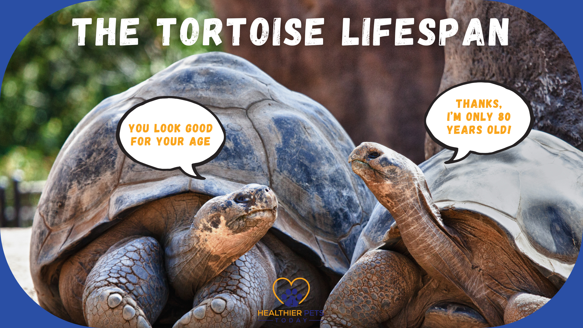 Two tortoises face each other with speech bubbles joking about age, under the title “How Long Do Tortoises Live & What About Their Lifespan?” // Healthier Pets Today