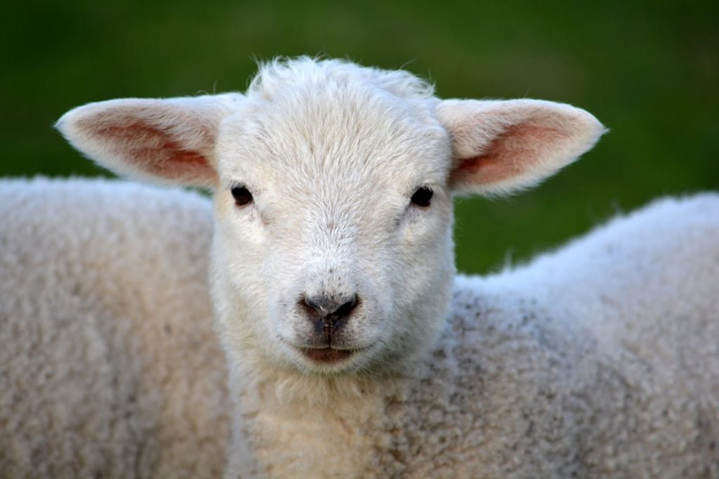 White Coated Lamb // Healthier Pets Today