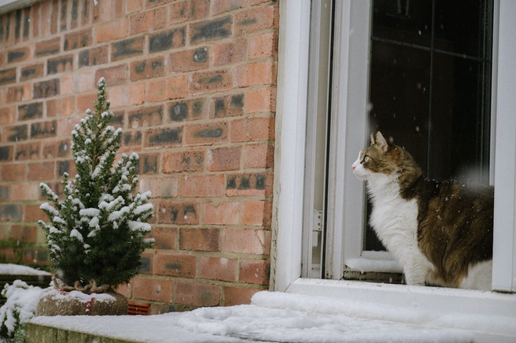 A cat sitting in the snow outside a window // Healthier Pets Today