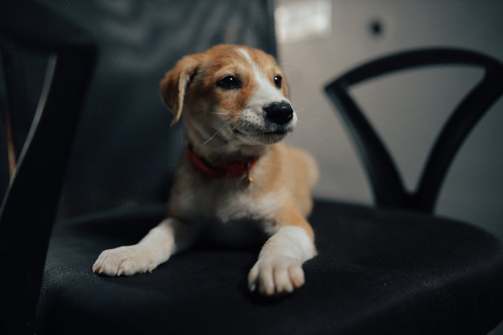 Close-Up Shot of a White and Brown Dog // Healthier Pets Today
