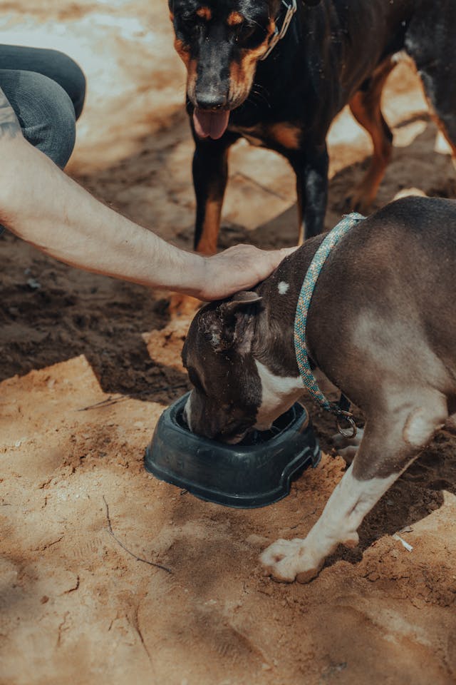Unrecognizable man feeding dogs in hot weather // Healthier Pets Today