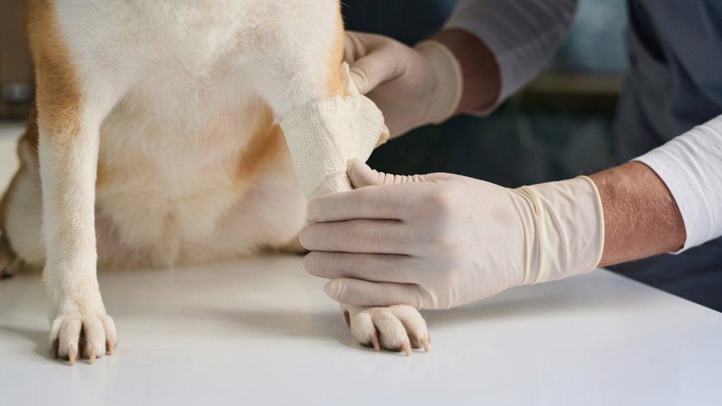 Arthritis in dogs, vet treating the leg of a dog by putting a bandage on // Healthier Pets Today
