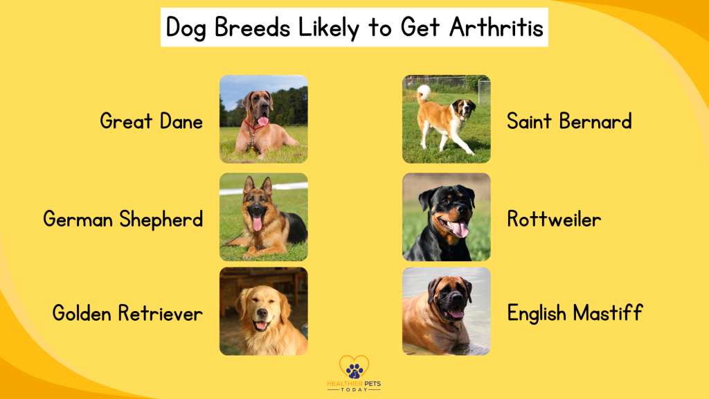 List of dogs that are more prone to get arthritis // Healthier Pets Today