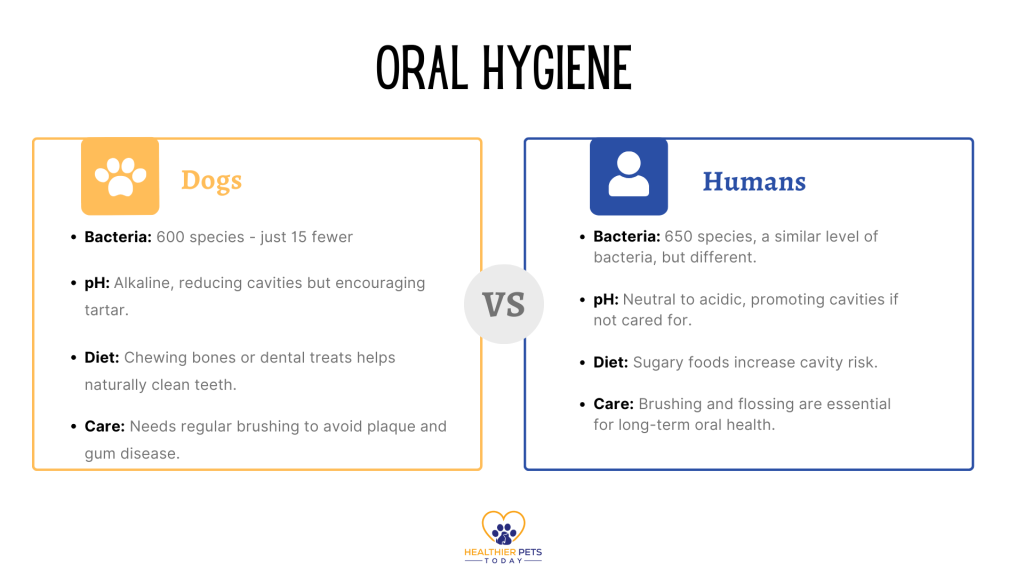 Difference between dog and human oral hygiene // Healthier Pets Today