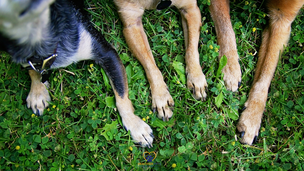 Dog legs and paws on grass // Healthier Pets Today