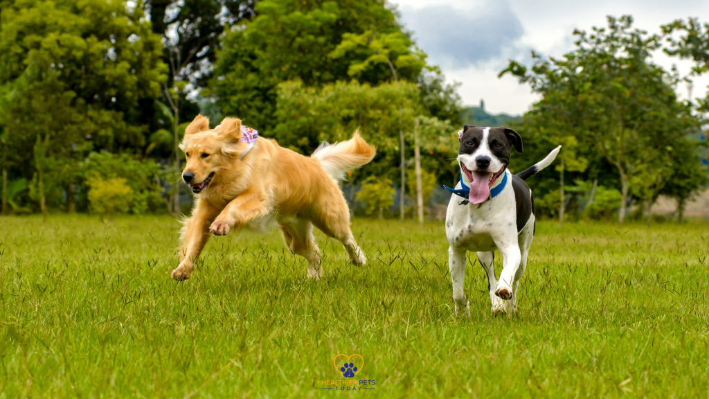 2 different breeds running on grass // Healthier Pets Today
