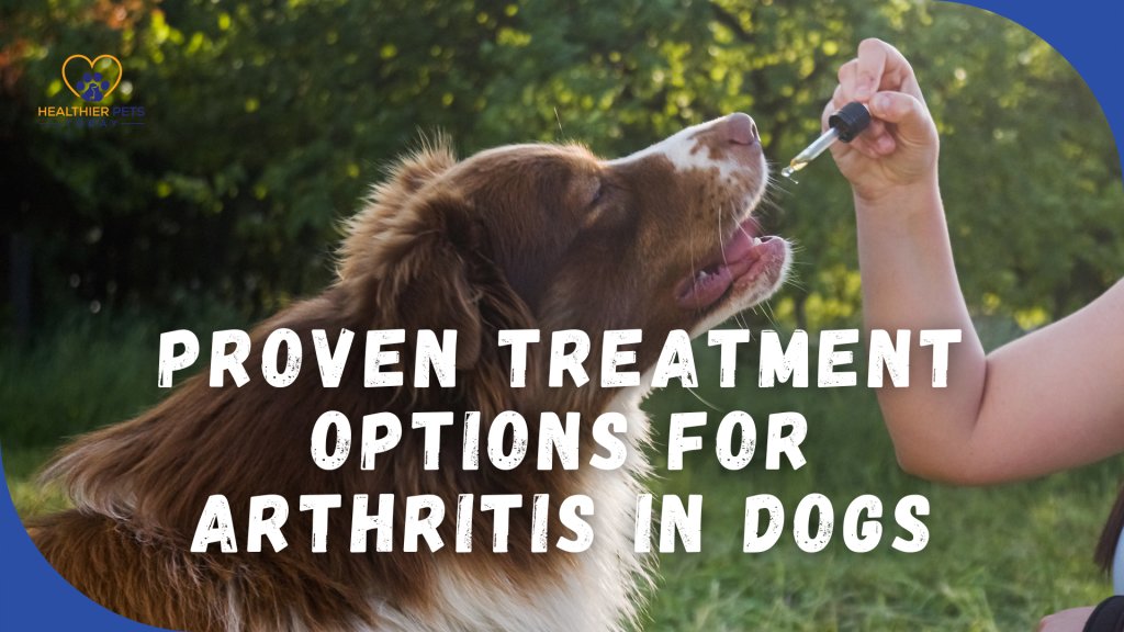 Human giving a brown border collie medicine with text over // Healthier Pets Today