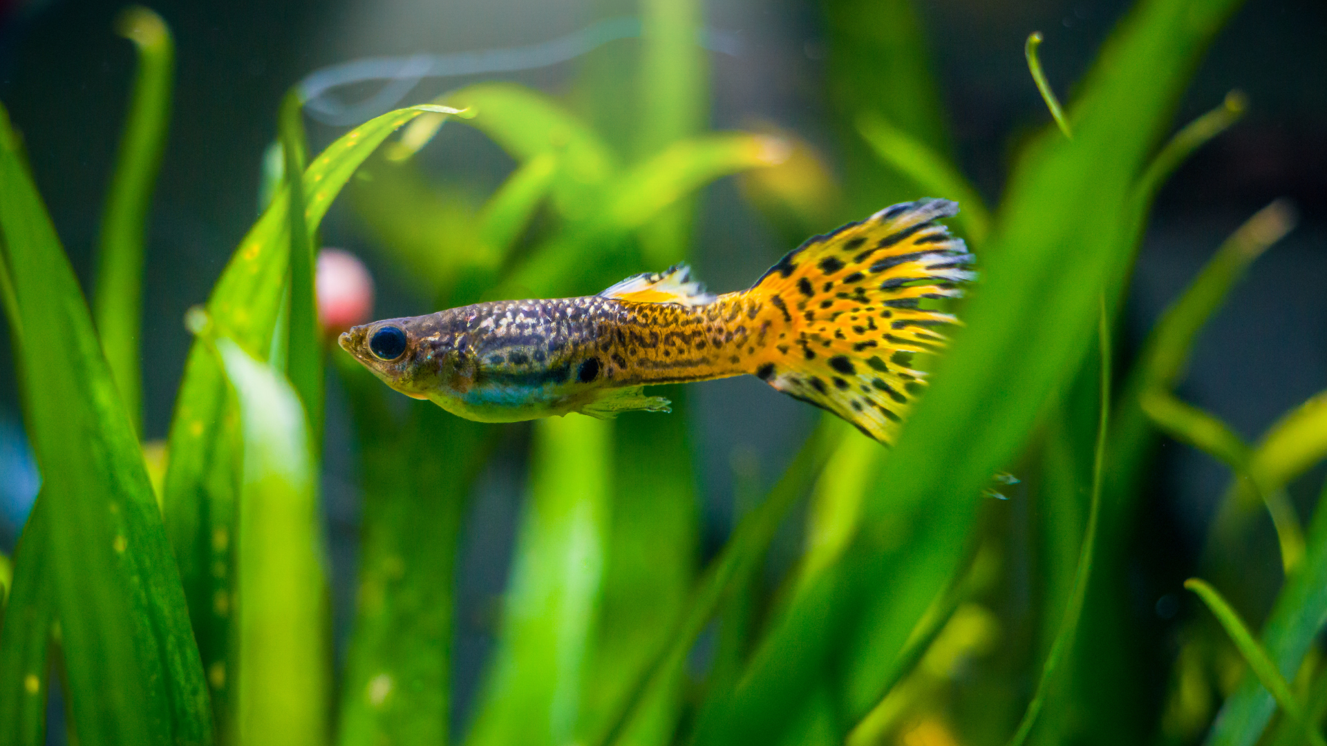 Why Guppy Grass is the Secret to a Healthy Fish Tank // Healthier Pets Today