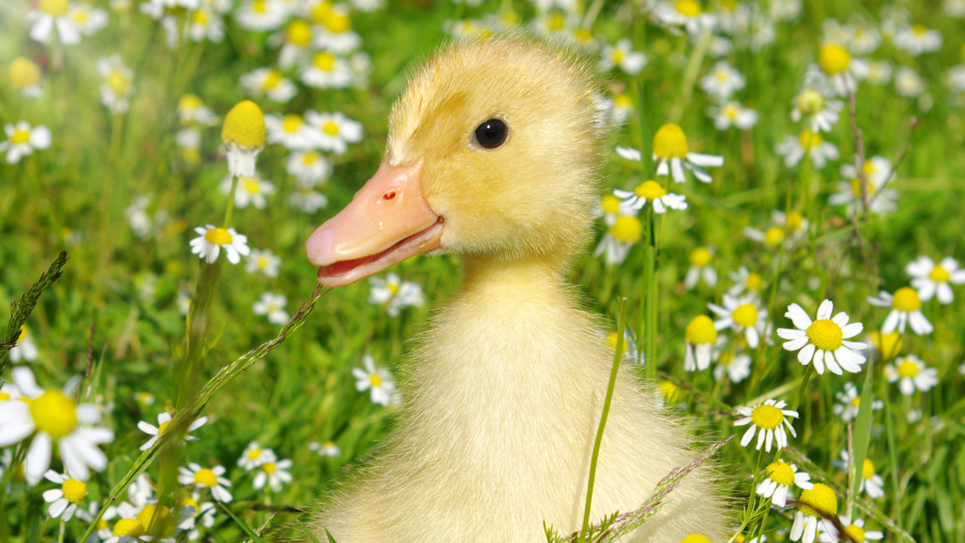 Baby Ducks: What No One Tells You // Healthier Pets Today