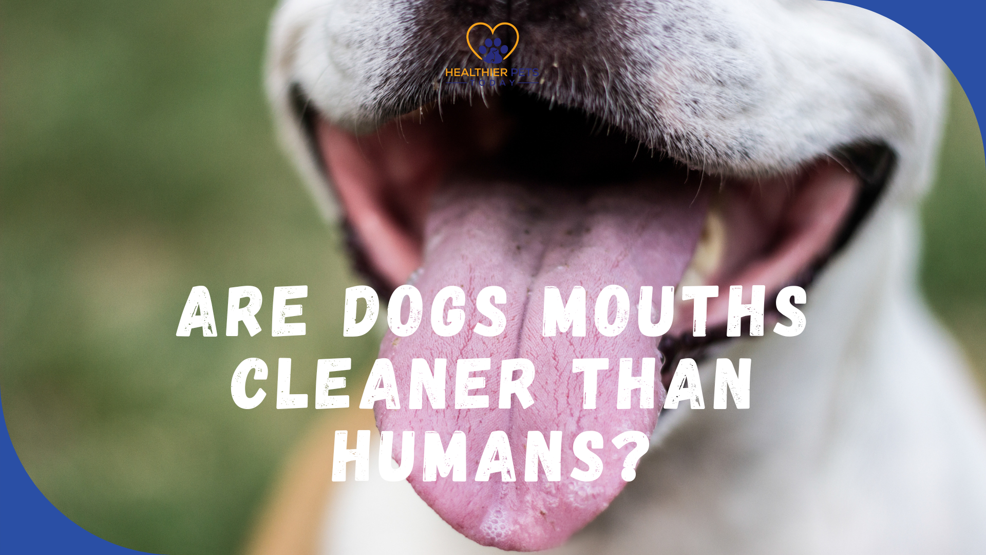 Dog Mouth // Healthier Pets Today