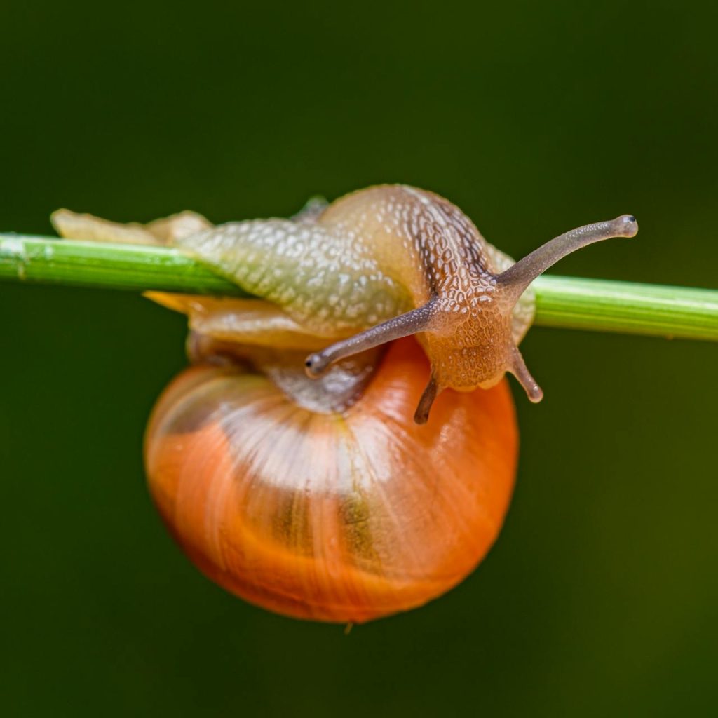 Snail on stem // Healthier Pets Today