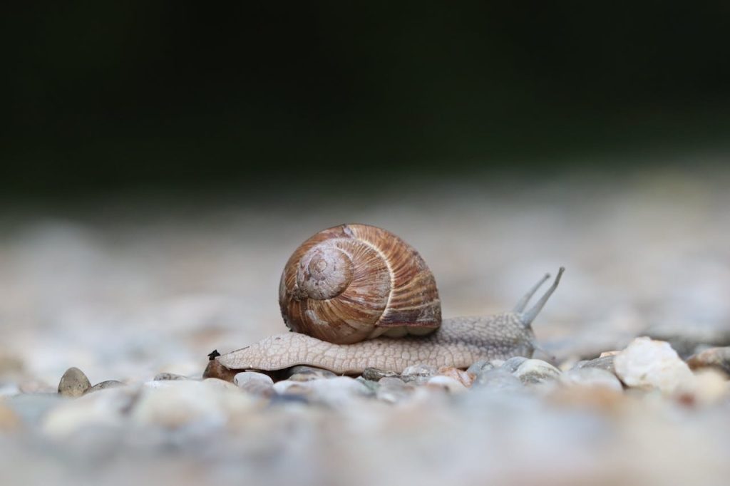 Snail crawling on pebbles // Healthier Pets Today