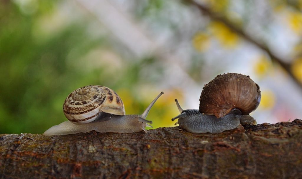 Snail Eggs: A Peek Into the Fascinating World of Snail Reproduction // Healthier Pets Today