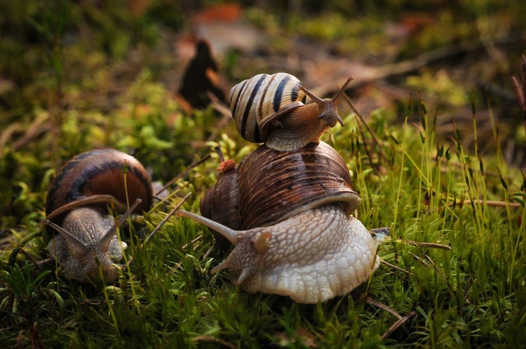 Burgundy snails on grass // Healthier Pets Today