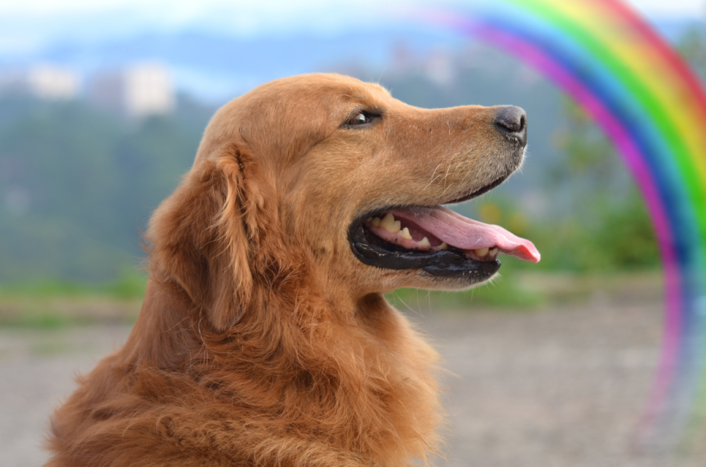 Best Dog Memorial Gifts to Get Grieving Owners // Healthier Pets Today
