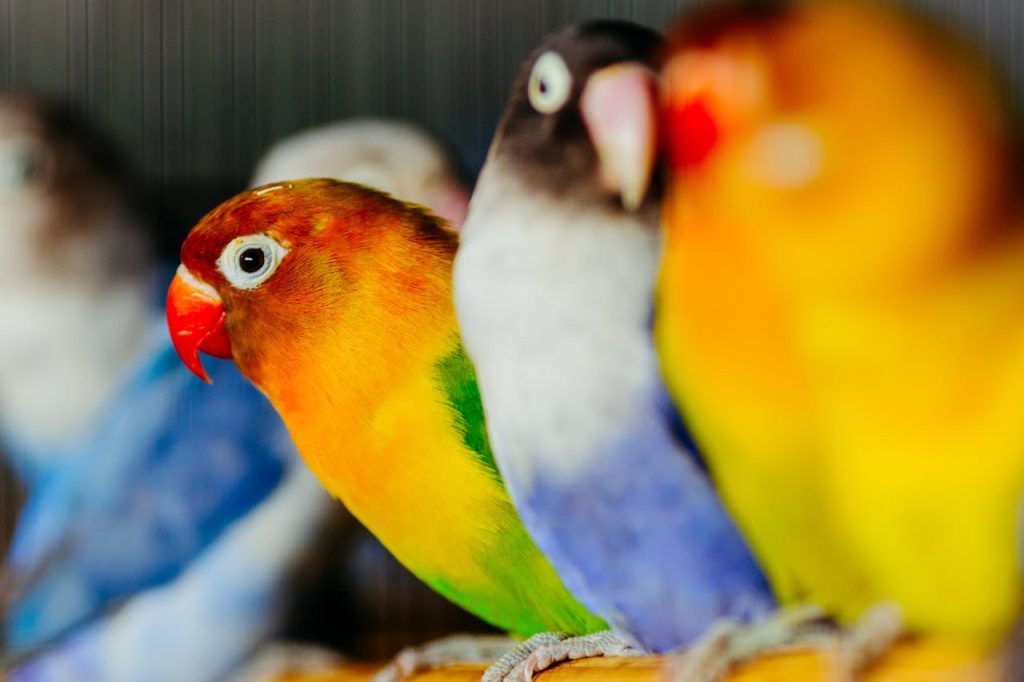 Can Lovebirds Have Almonds? Safe Snacks for Your Feathered Friend // Healthier Pets Today