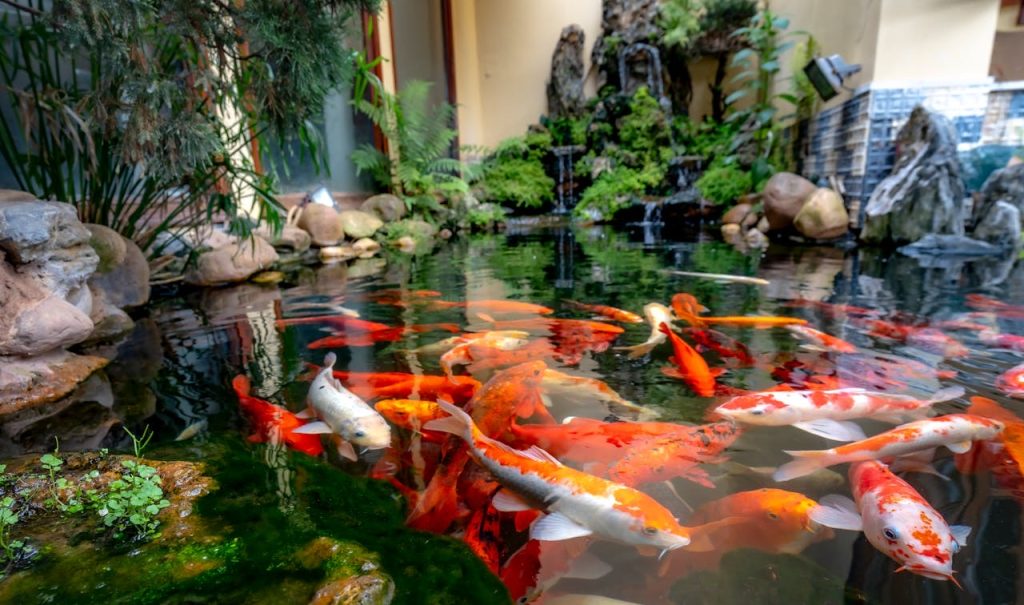 Build Your Dream Koi Fish Pond in 7 Easy Steps // Healthier Pets Today