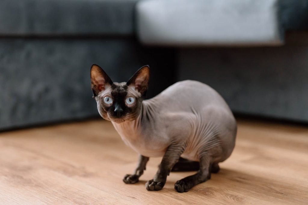 Are Sphynx Cats Easy to Care For? // Healthier Pets Today