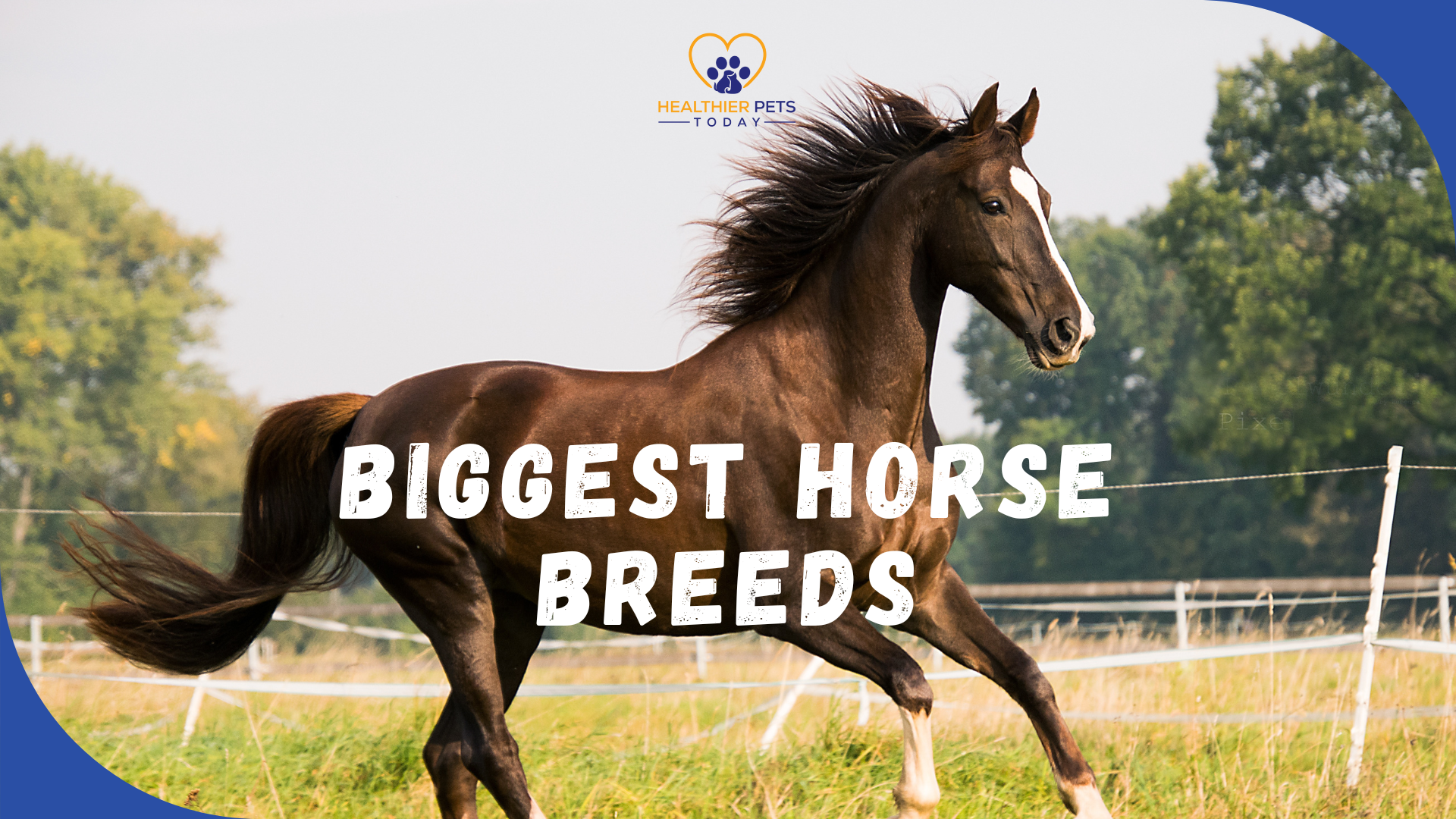 Big horse breeds feature image with a blue frame // Healthier Pets Today