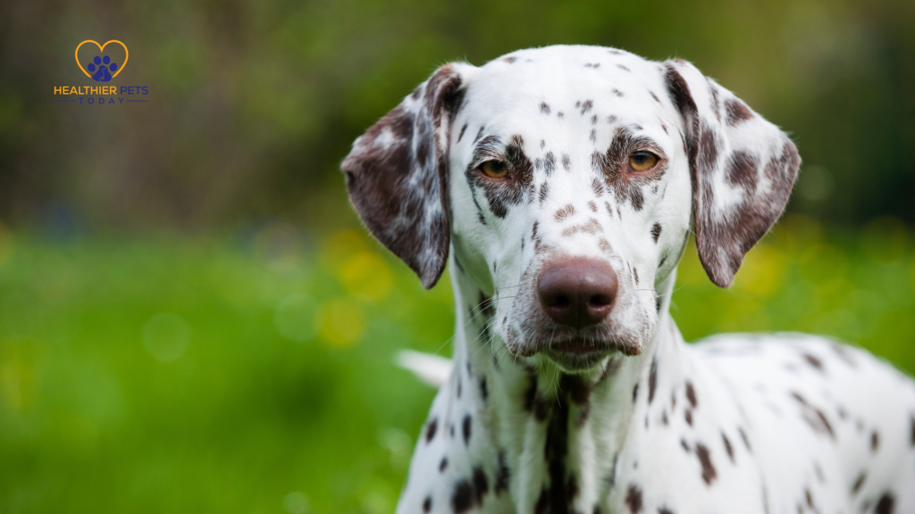 Closeup of Dalmatian // Healthier Pets Today