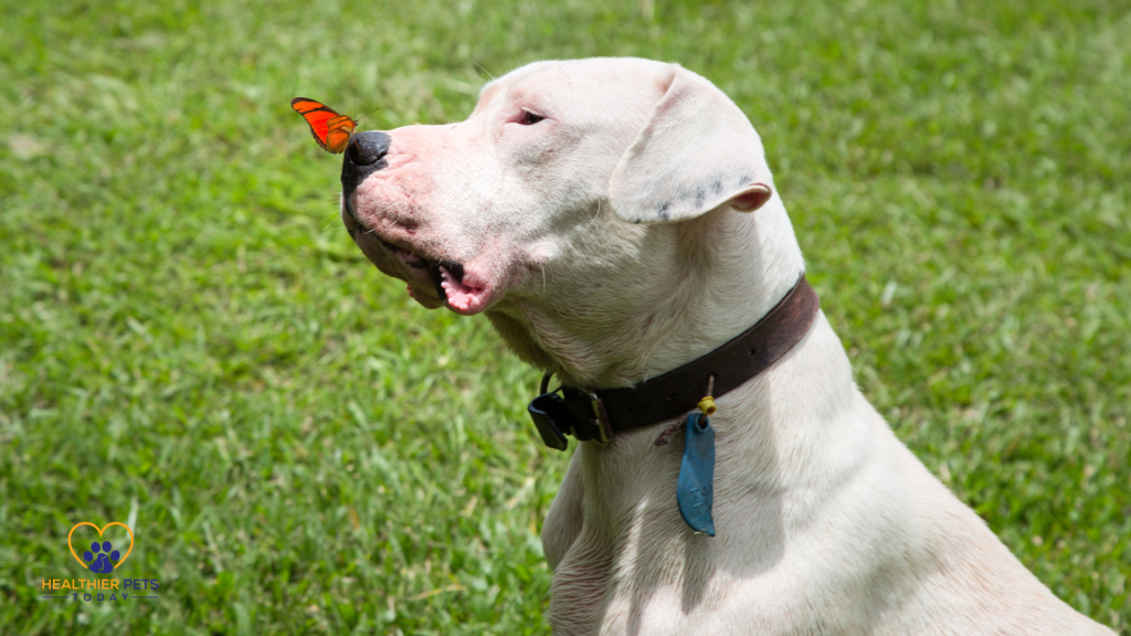 Dogo Argentino sitting on grass with a butterfly on its nose // Healthier Pets Today