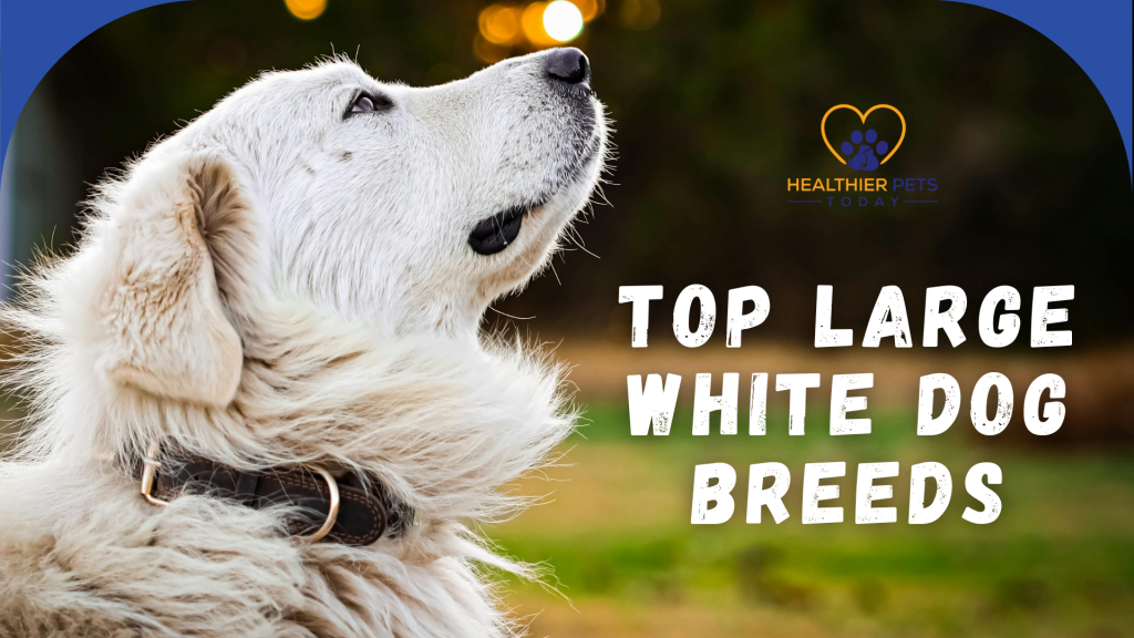 One of the top large white dog breeds with its snout in the air // Healthier Pets Today
