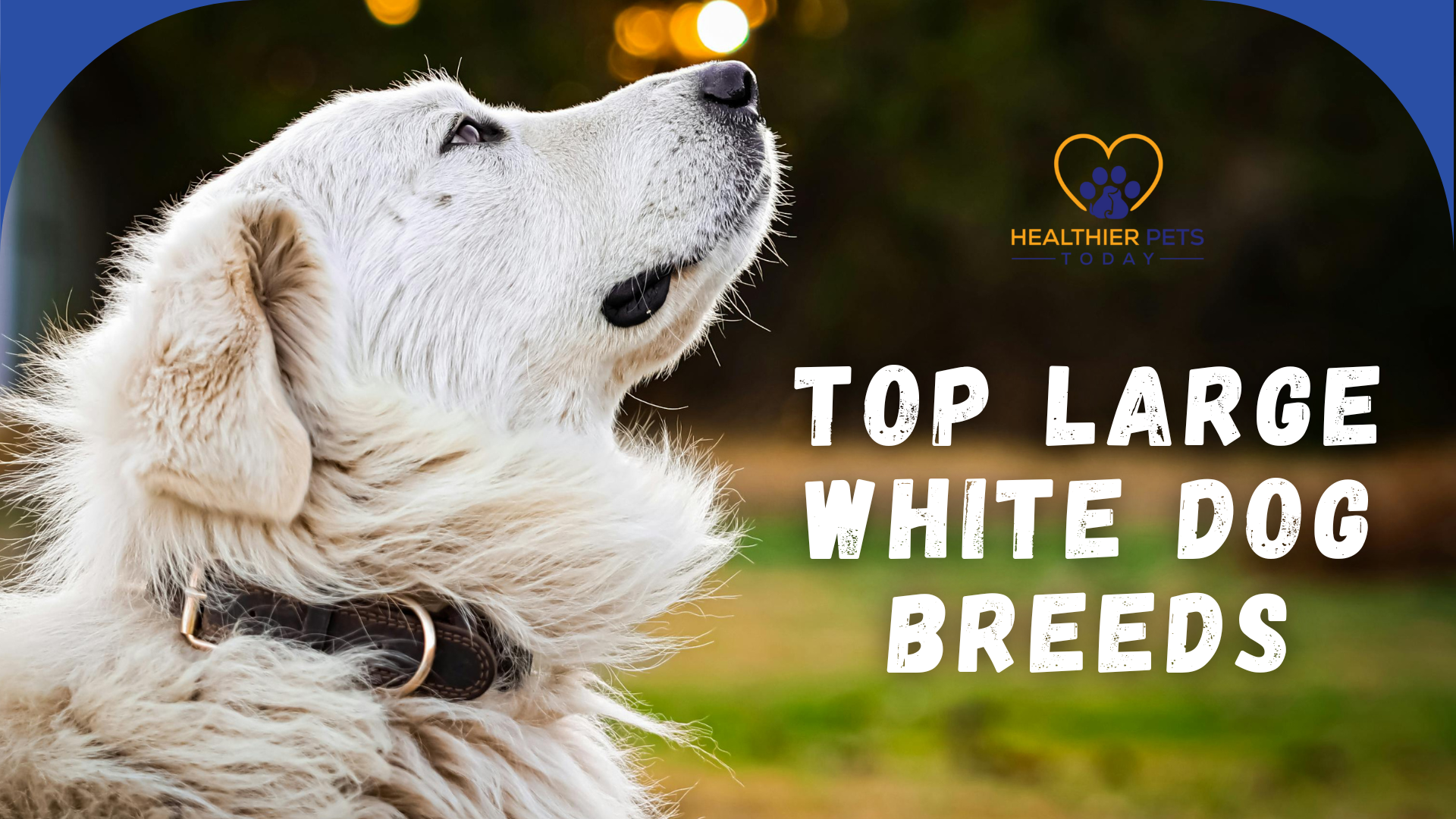 One of the top large white dog breeds with its snout in the air // Healthier Pets Today