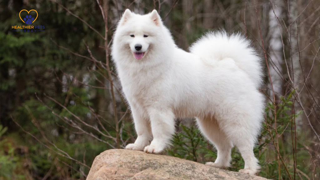 Samoyed standing on a big rock // Healthier Pets Today