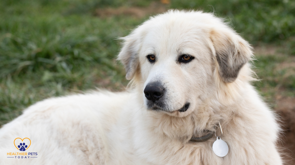 Great Pyrenees lying on grass // Healthier Pets Today