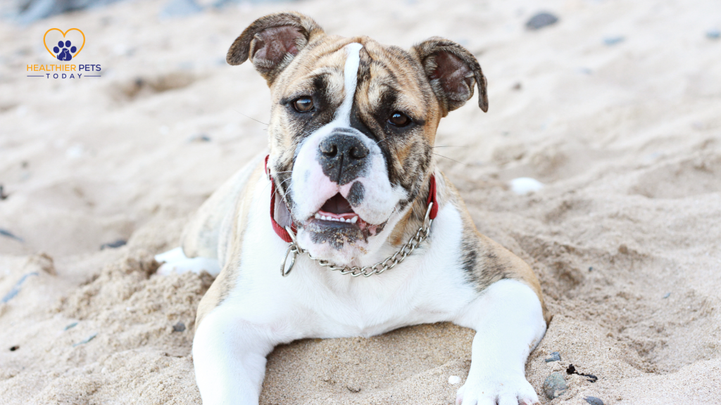 Australian bulldog lying on the ground, tilting his head // Healthier Pets Today