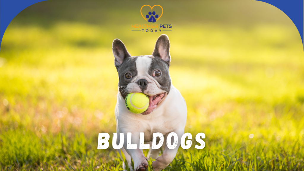 Small bulldog with a ball in his mouth, running // Healthier Pets Today