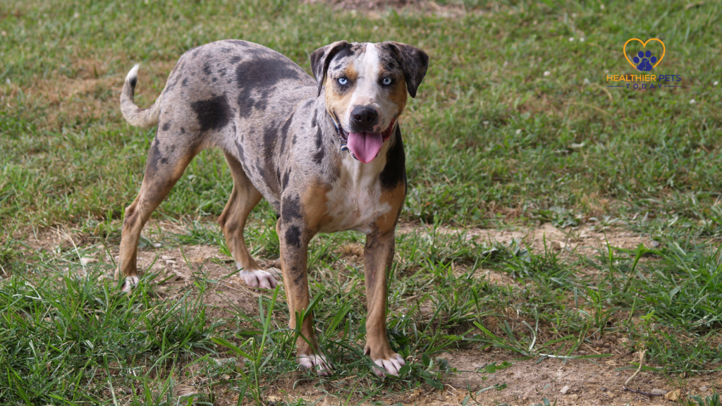 Catahoula bulldog standing on grass // Healthier Pets Today