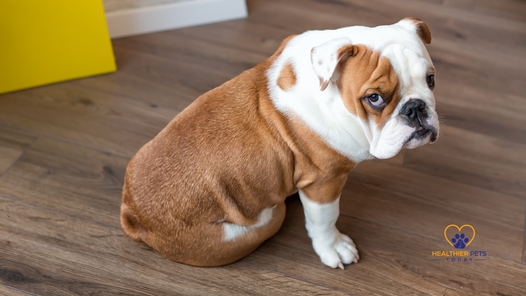 English Bulldog looking back // Healthier Pets Today