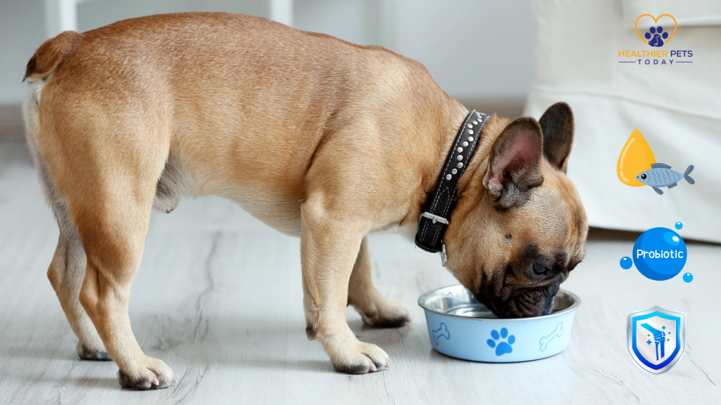 English bulldog eating out of a blue bowl // Healthier Pets Today