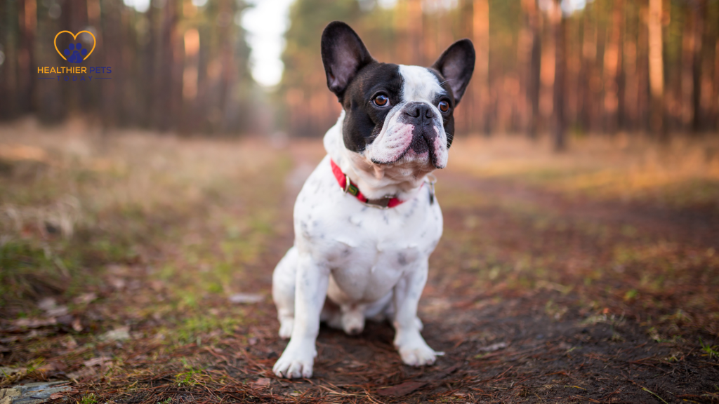 Up close of French bulldog // Healthier Pets Today