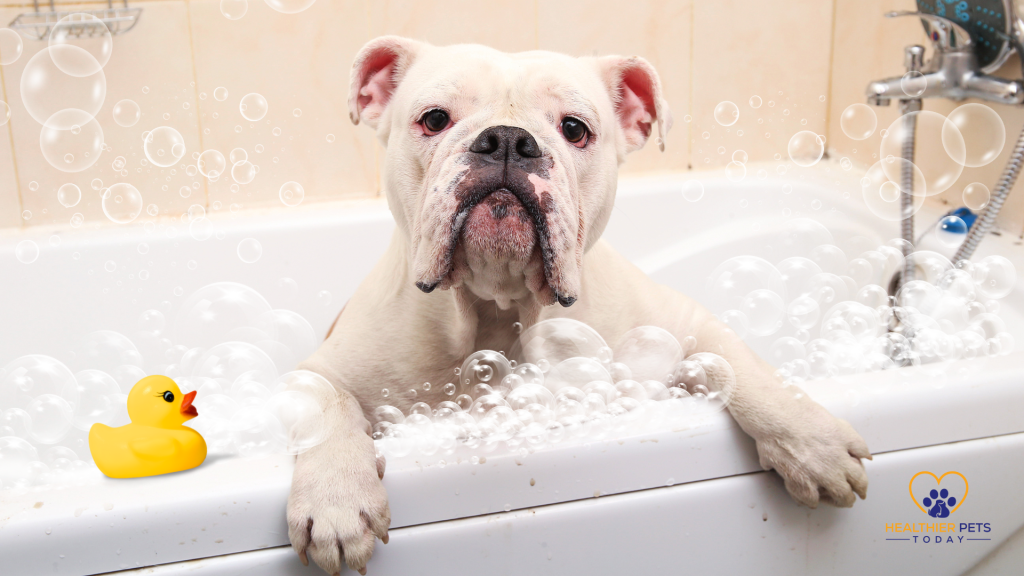 Bulldog in the tub // Healthier Pets Today